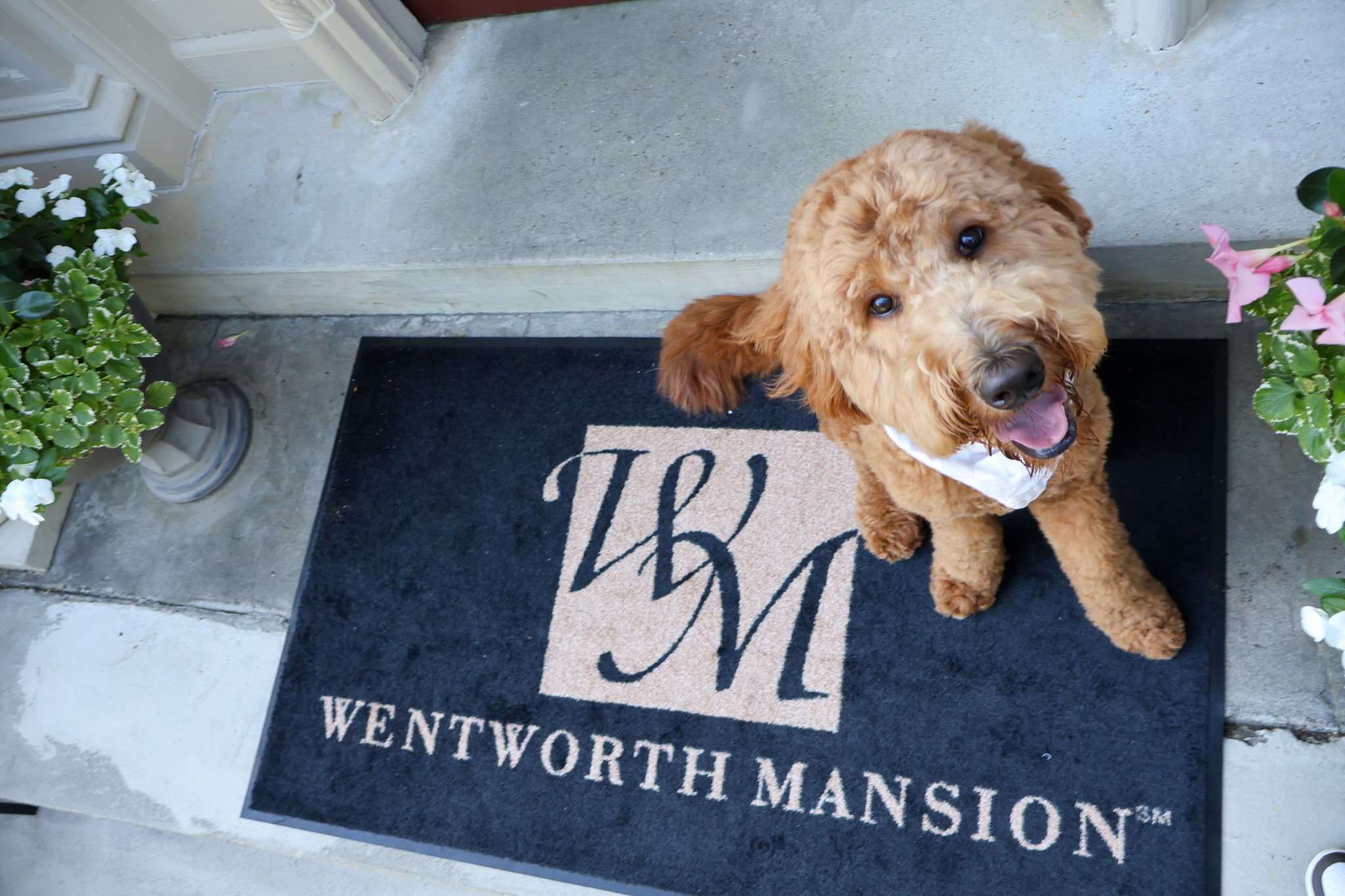 dog at the mansion