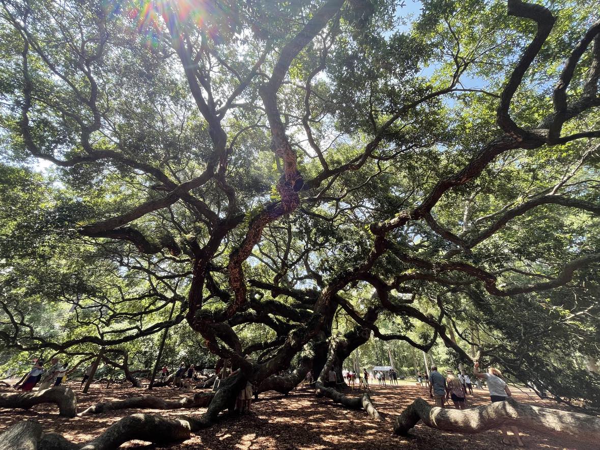 angel oak tree