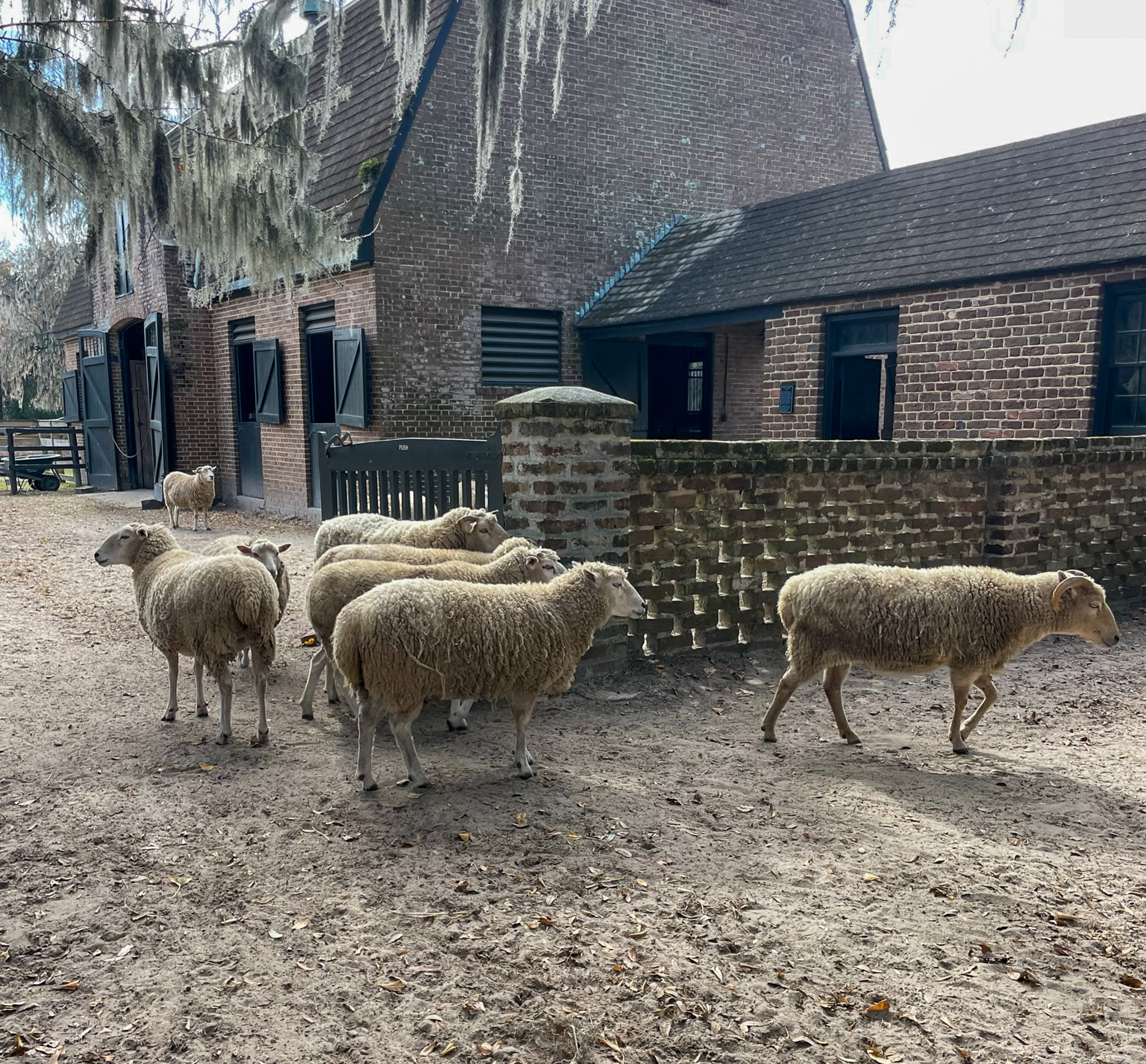 Middleton Place sheep