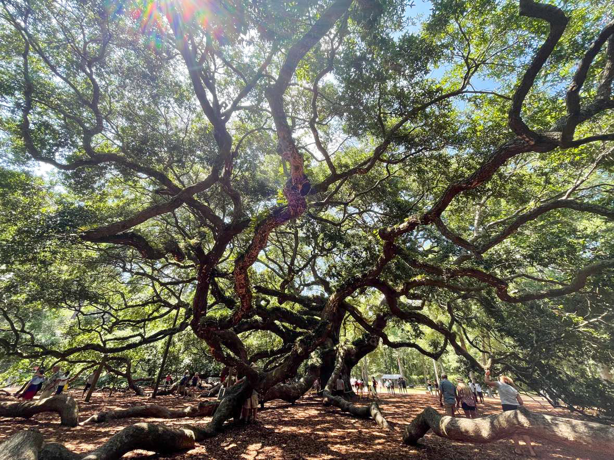 Angel Oak