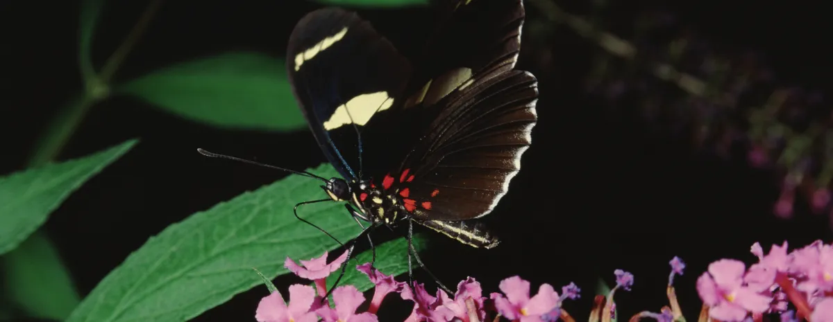 The Night Shift A Twilight Pollinator Experience